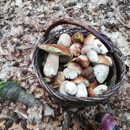 Se Zahradou بيت للعطل Týnec nad Labem